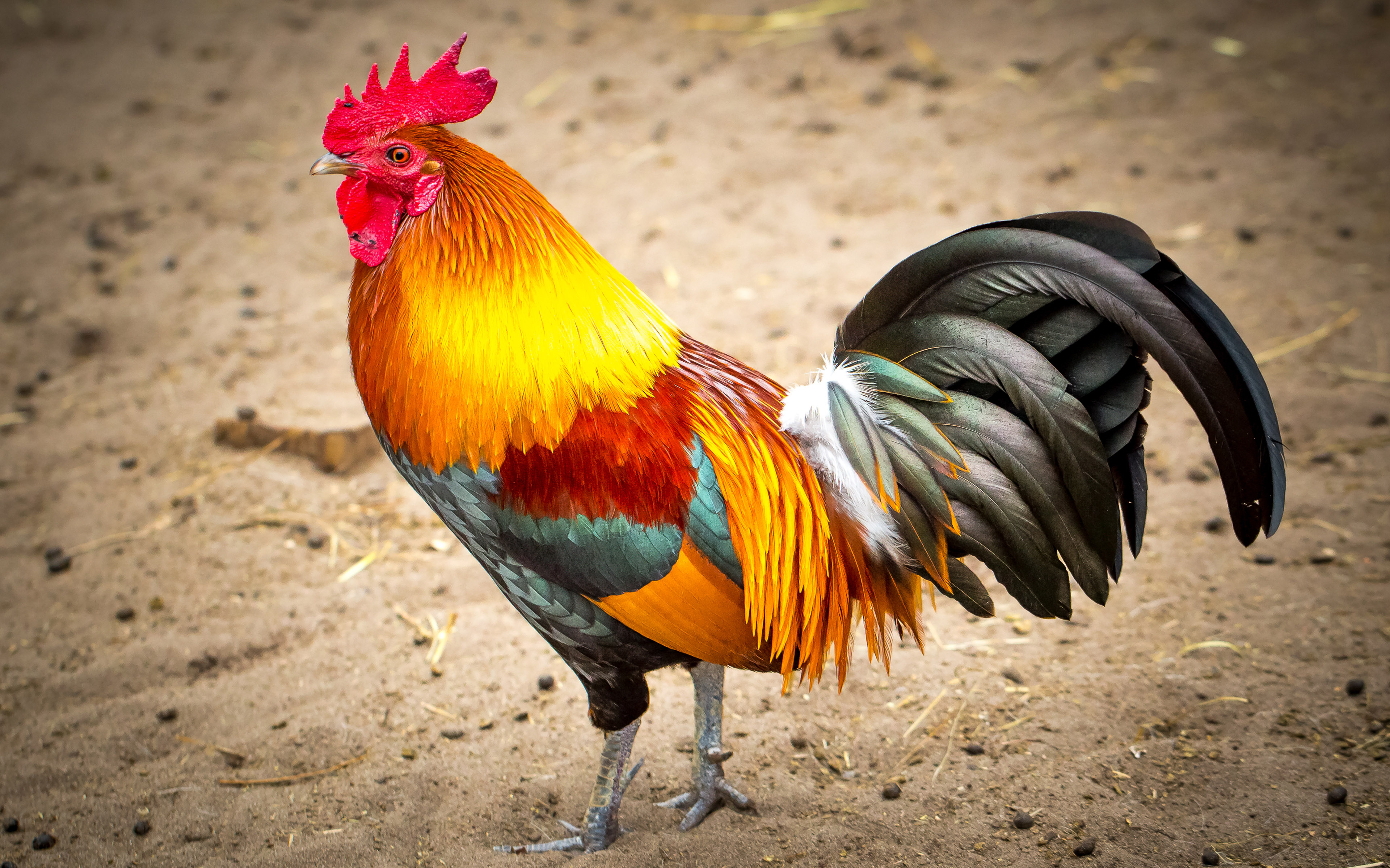 Rooster With Beautiful Colorful Feathers Reddish Orange Neck Blue Gray Feathers On Breast Tailed
