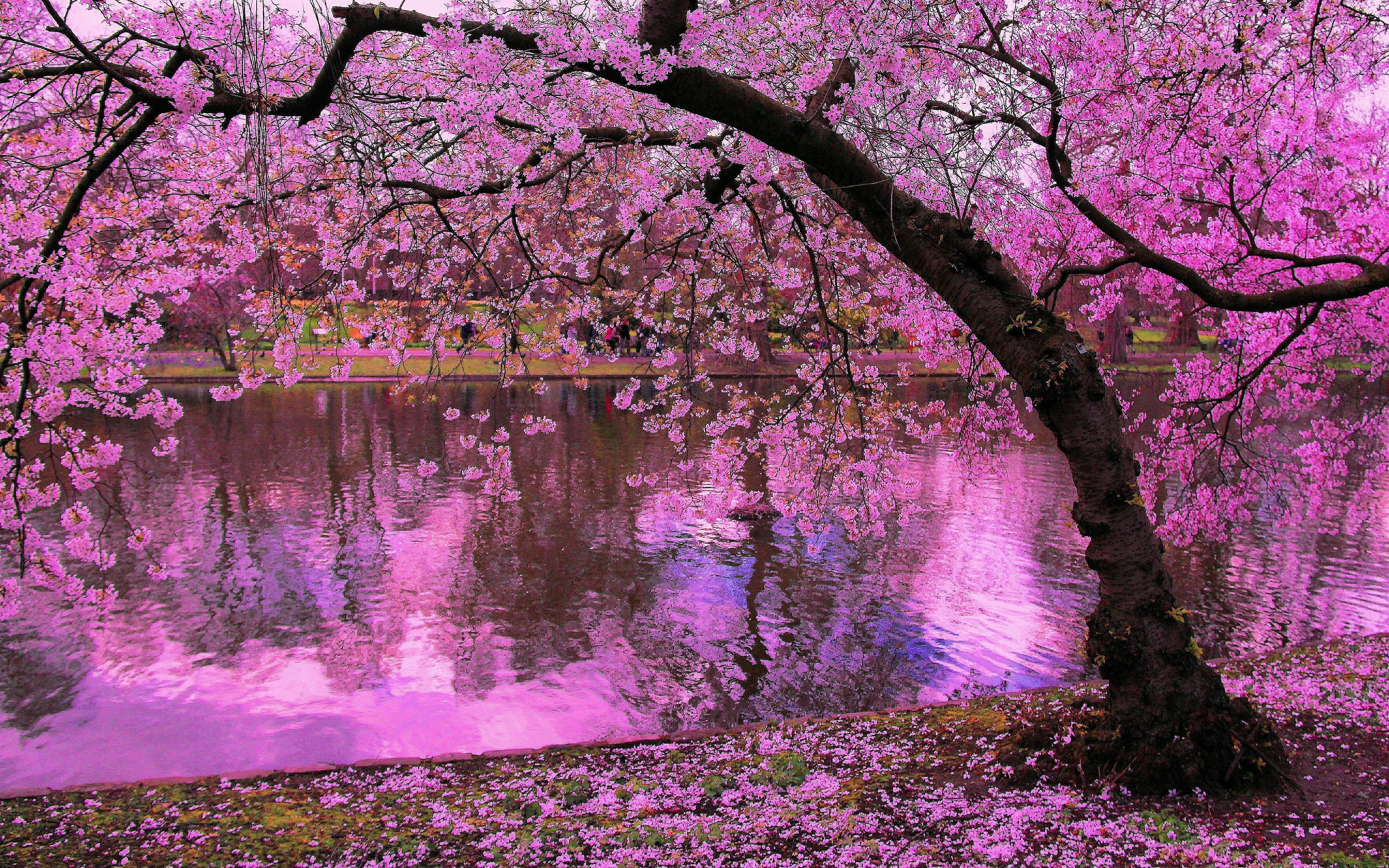 Spring Blooming Trees, Pink Blossoms Of Cherry River Reflection In