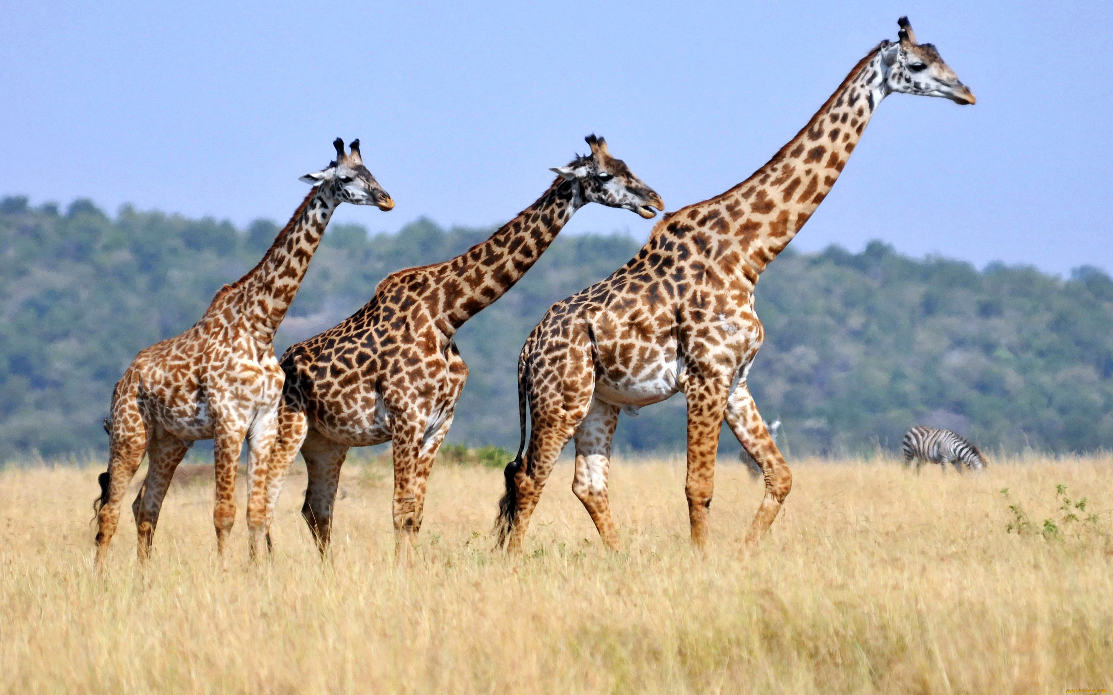 Three Giraffes, Animals With Long Neck Striped Body Casts Higher