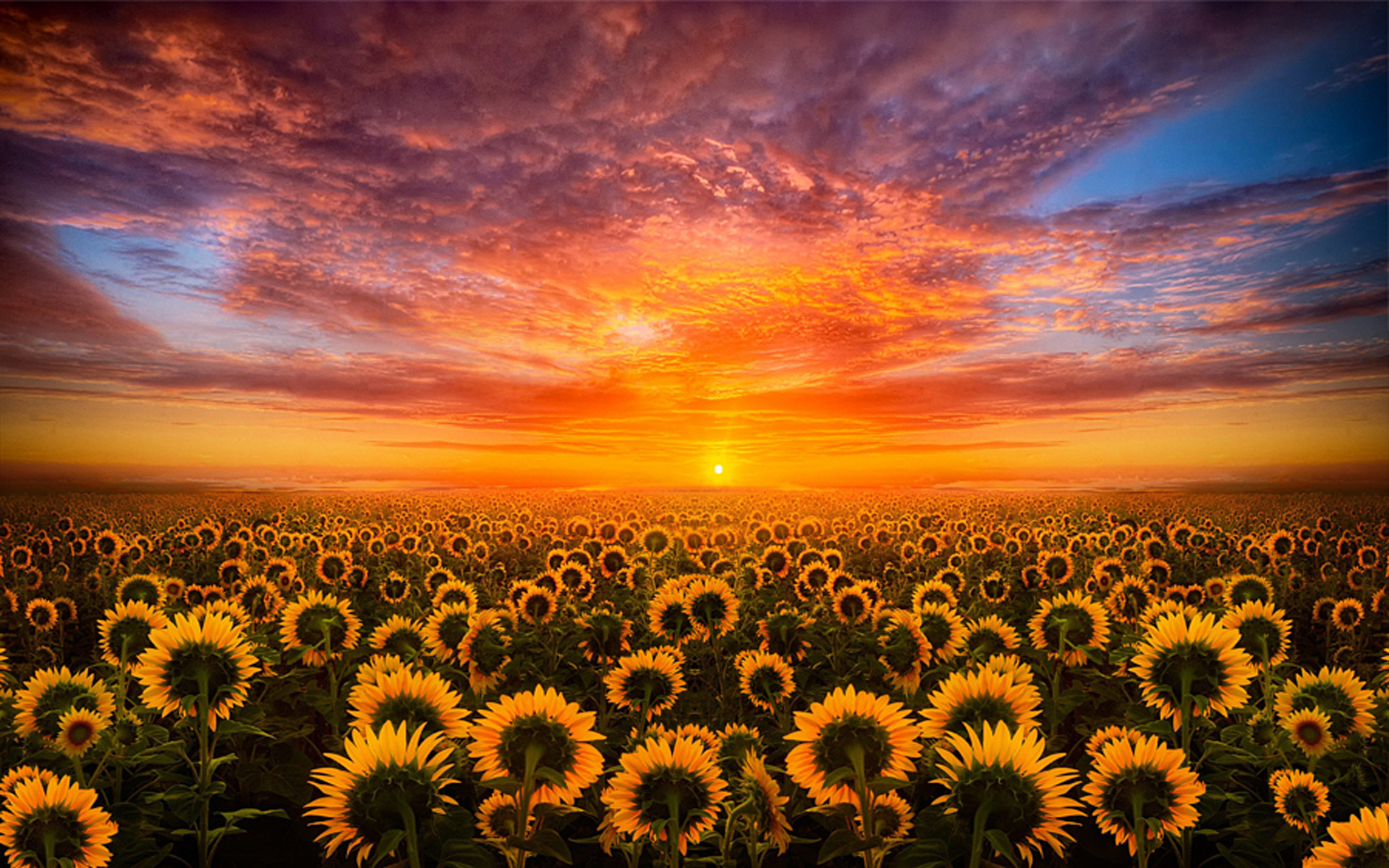 Sunset Red Sky Cloud Field With Sunflower Hd Desktop Wallpaper For Mobile :  
