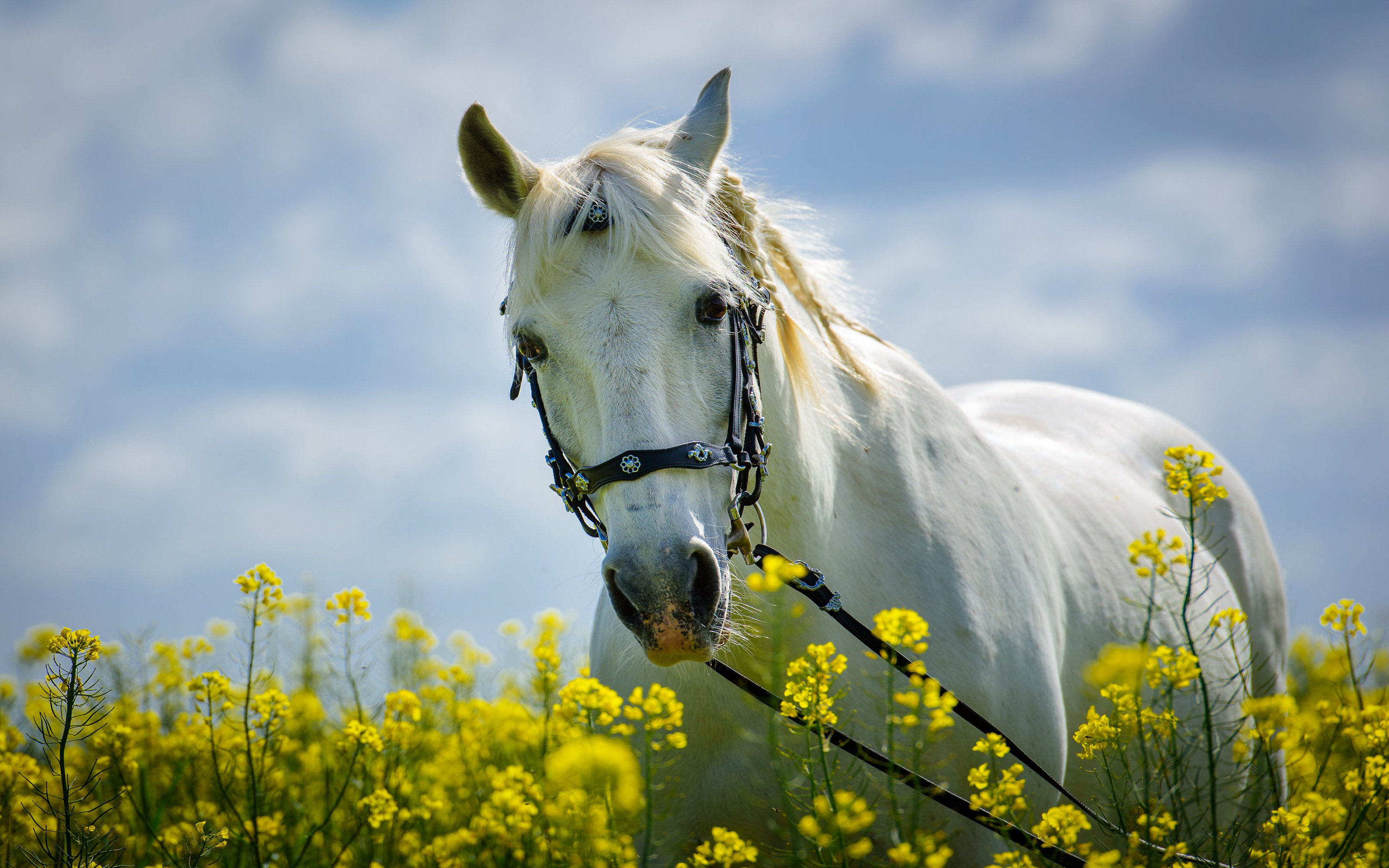 Horse In Field With Yellow Flowers Meadow Desktop Hd Wallpaper