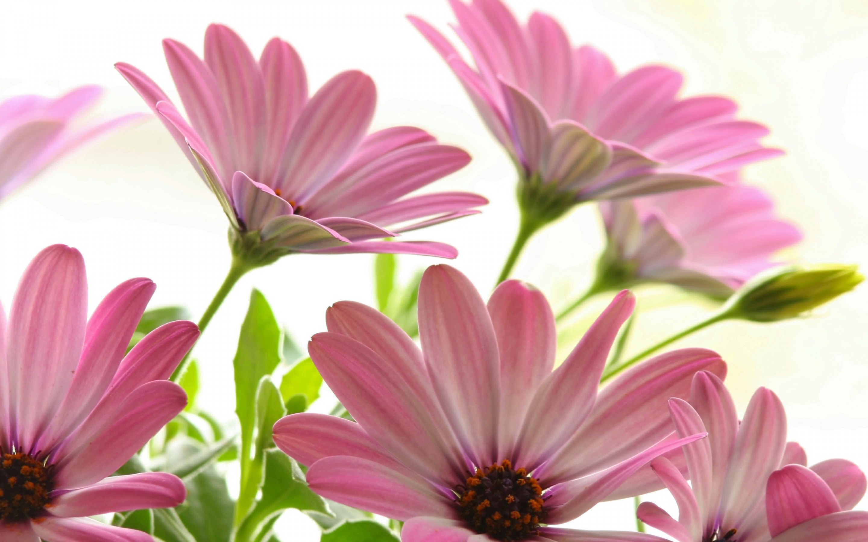 Pink Daisies Beautiful Flowers Desktop Backgrounds For ...