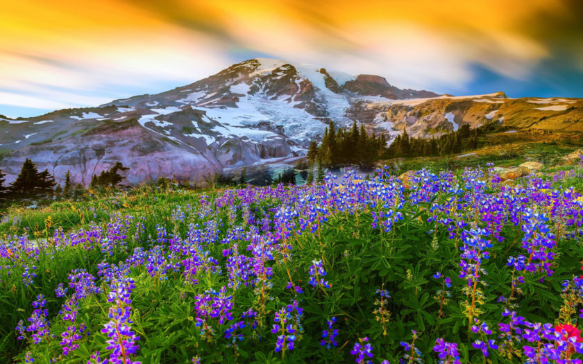 Beautiful Spring Landscape Nature Flowers Mountain Snow Mountain ...