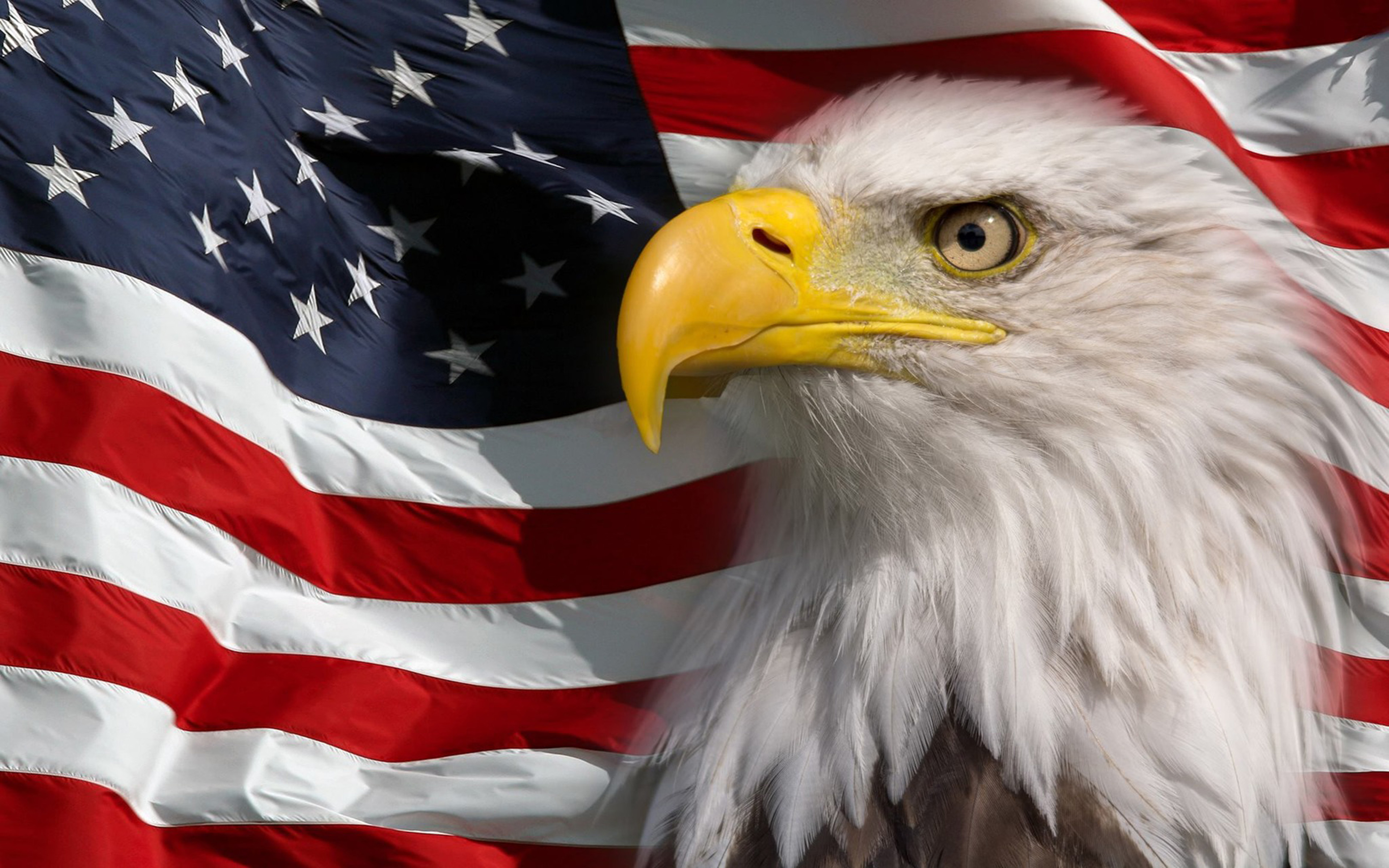 american eagle wallpaper hd