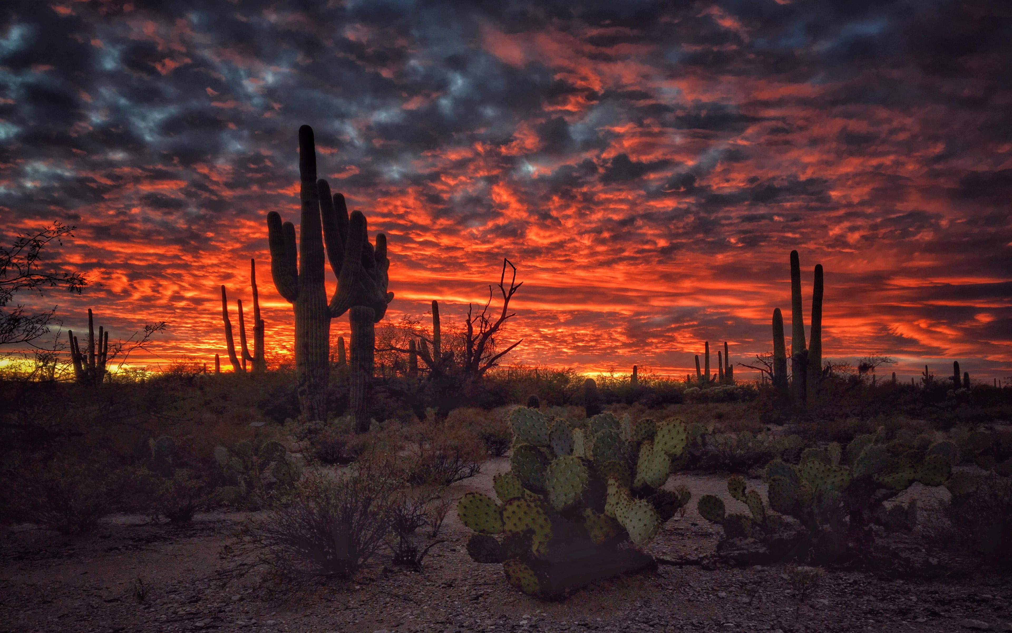 Tucson Arizona Sunset Flaming Sky Desert Landscape With Cactus Desktop Hd Wallpapers