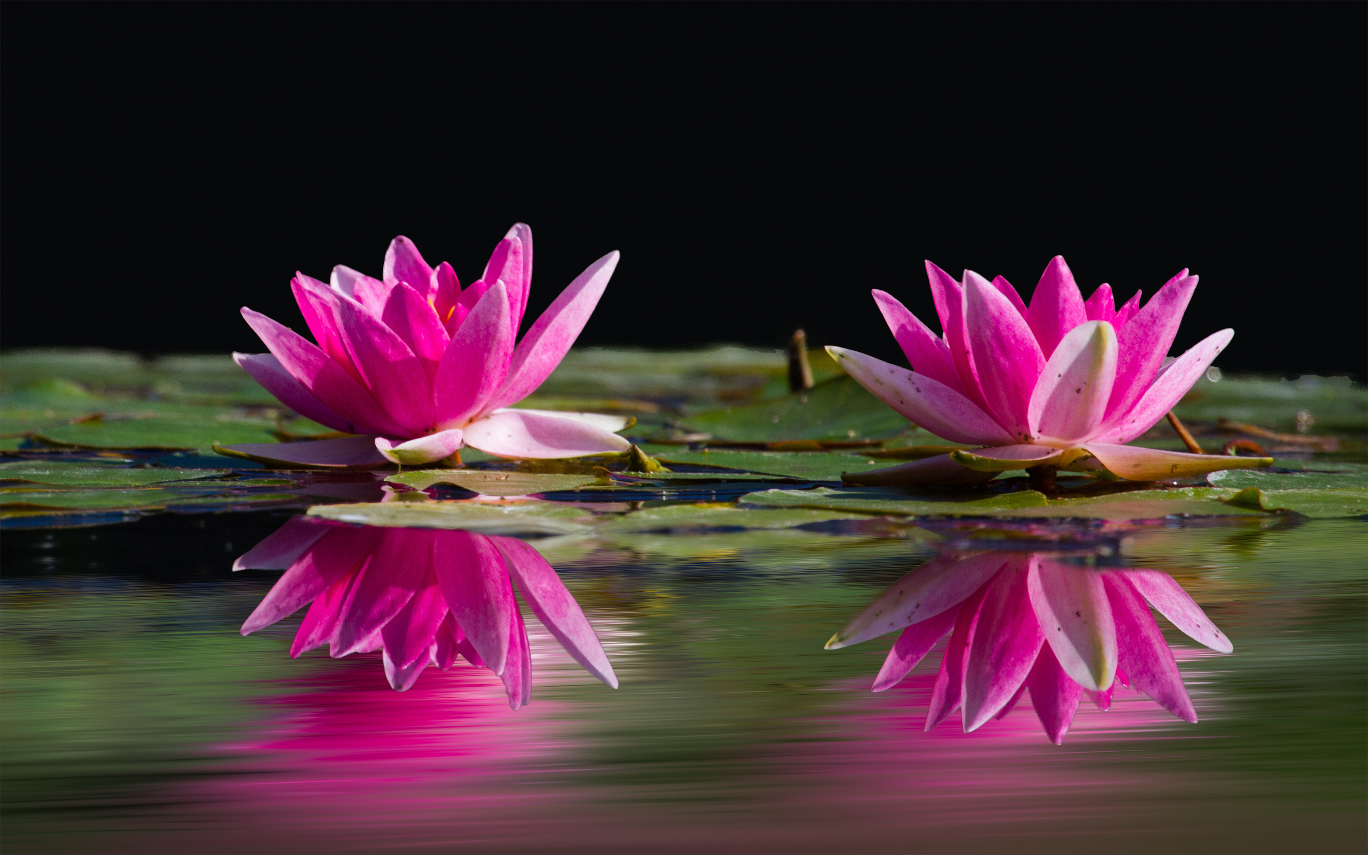 Pink Flowers Water Lilies Reflection In Water Nature Wallpaper Flower Full Hd For Desktop