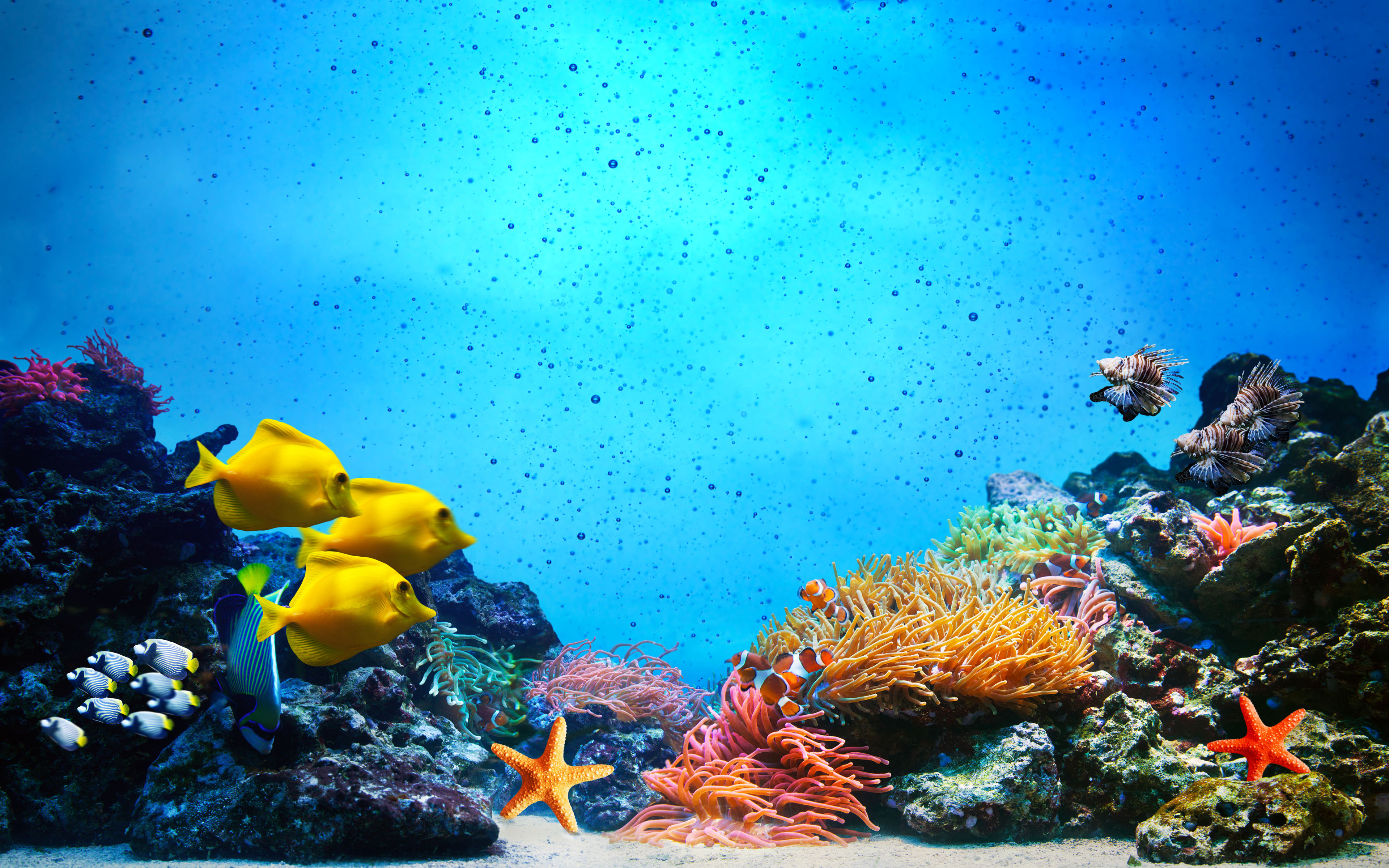 Details more than 152 coral reef underwater wallpaper - 3tdesign.edu.vn