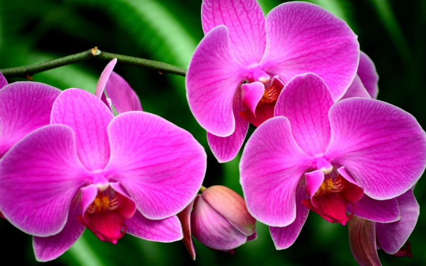 Purple Flower Orchids Exotic Flower Branch Ultra Hd Wallpapers For ...