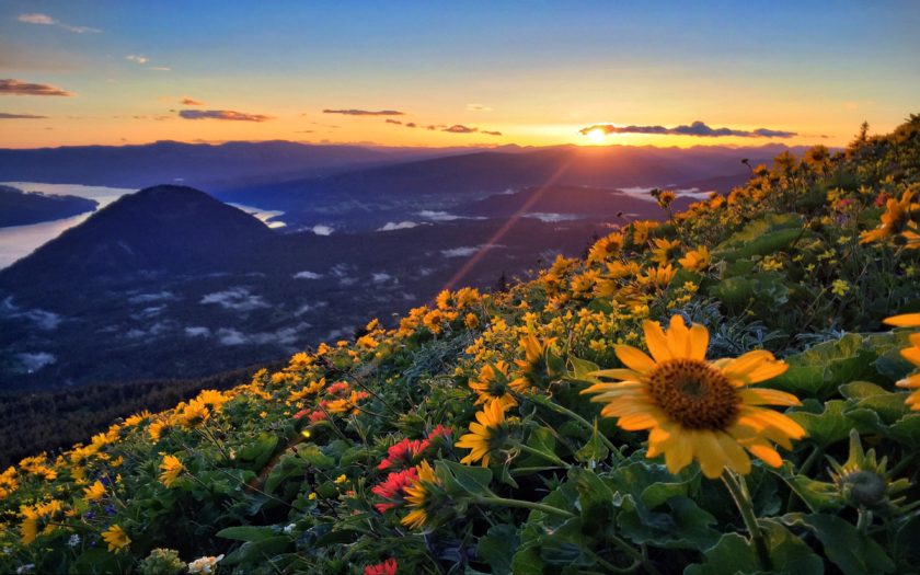 Sunset Wildflowers Dog Mountain In Washington Over North Side Of The ...