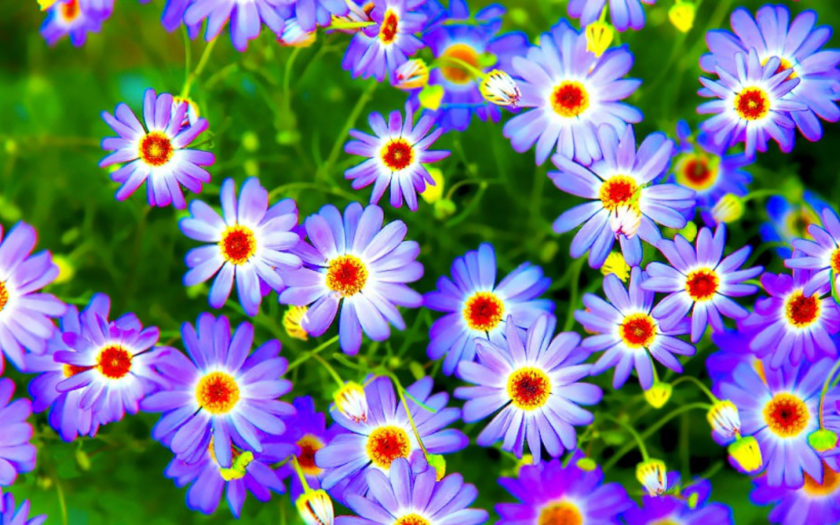 Flowers Blue Flowering Petals With Yellow Red Disc Wallpapers Hd ...