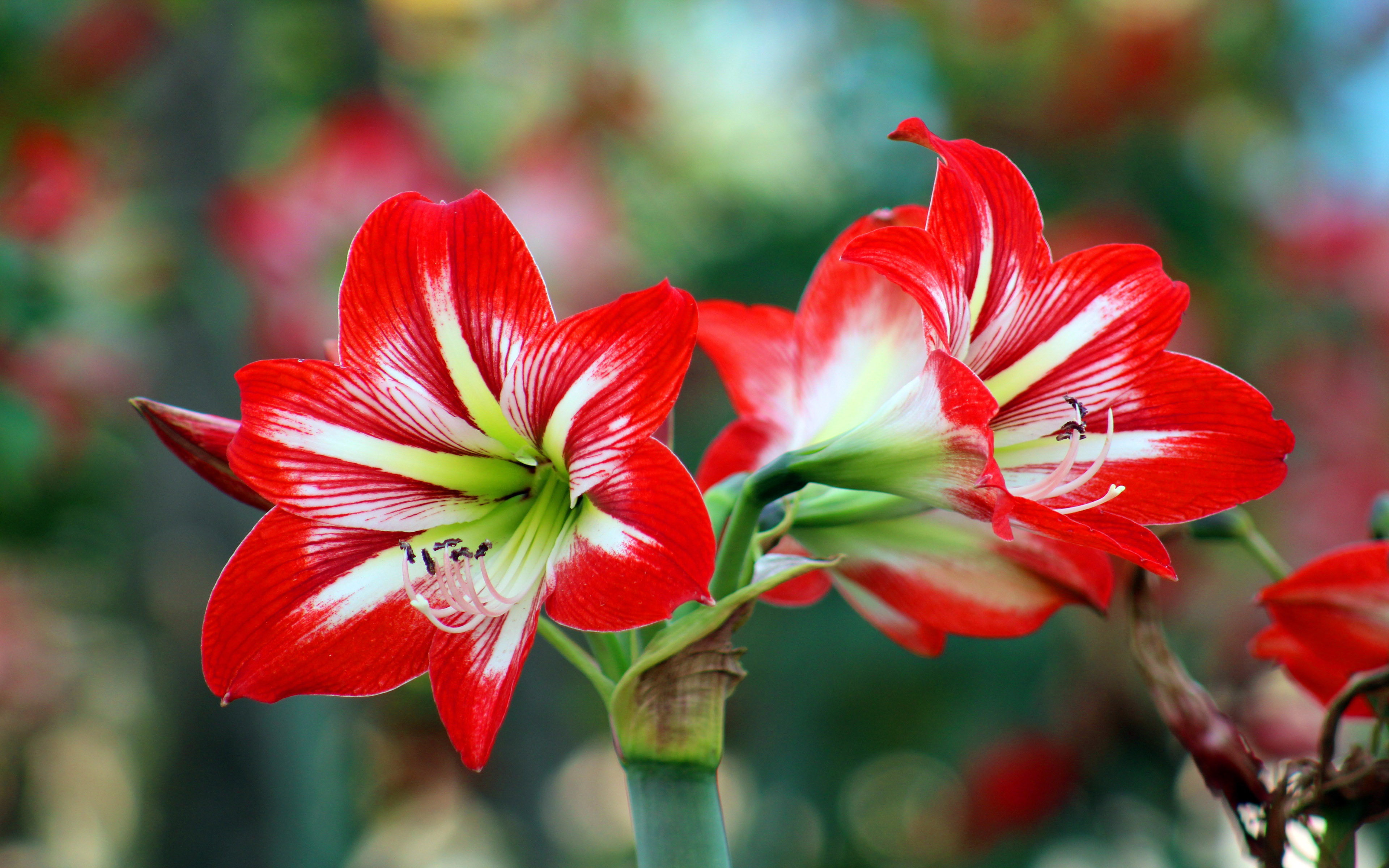 Lily Red Flowers With White Oriental Pipe Hybrid Lily Ornamental Plants