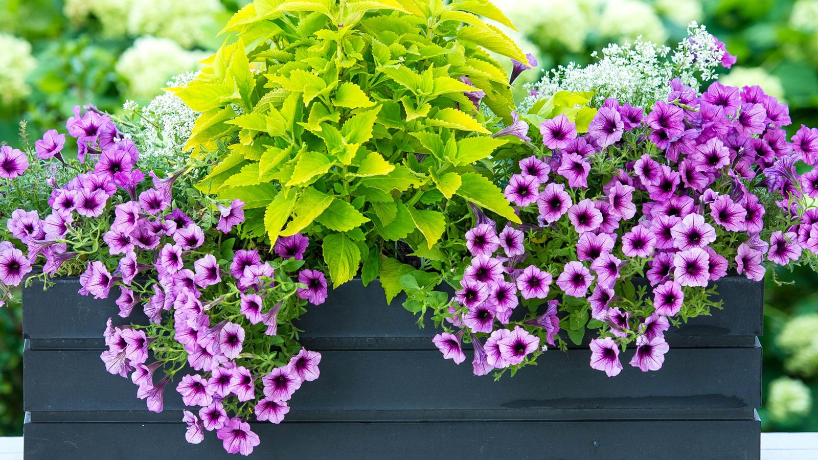 Petunias Purple Flowers Flowering Plants Of South American ...