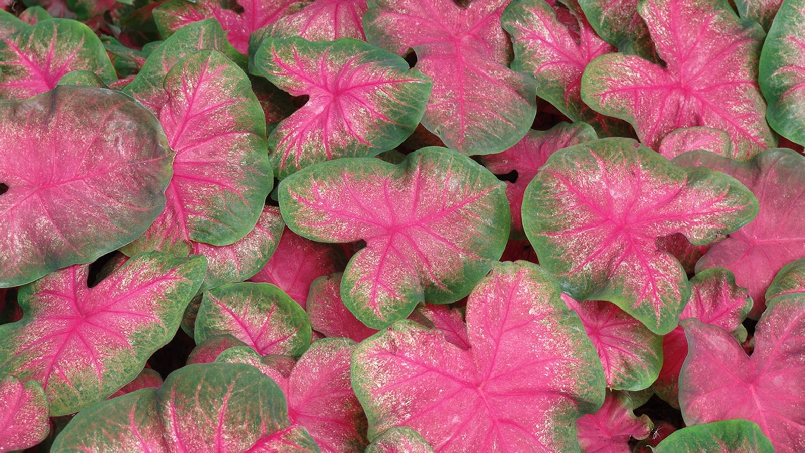 Pink Caladium Bulbs Classic Flowers Plant With Striped ...