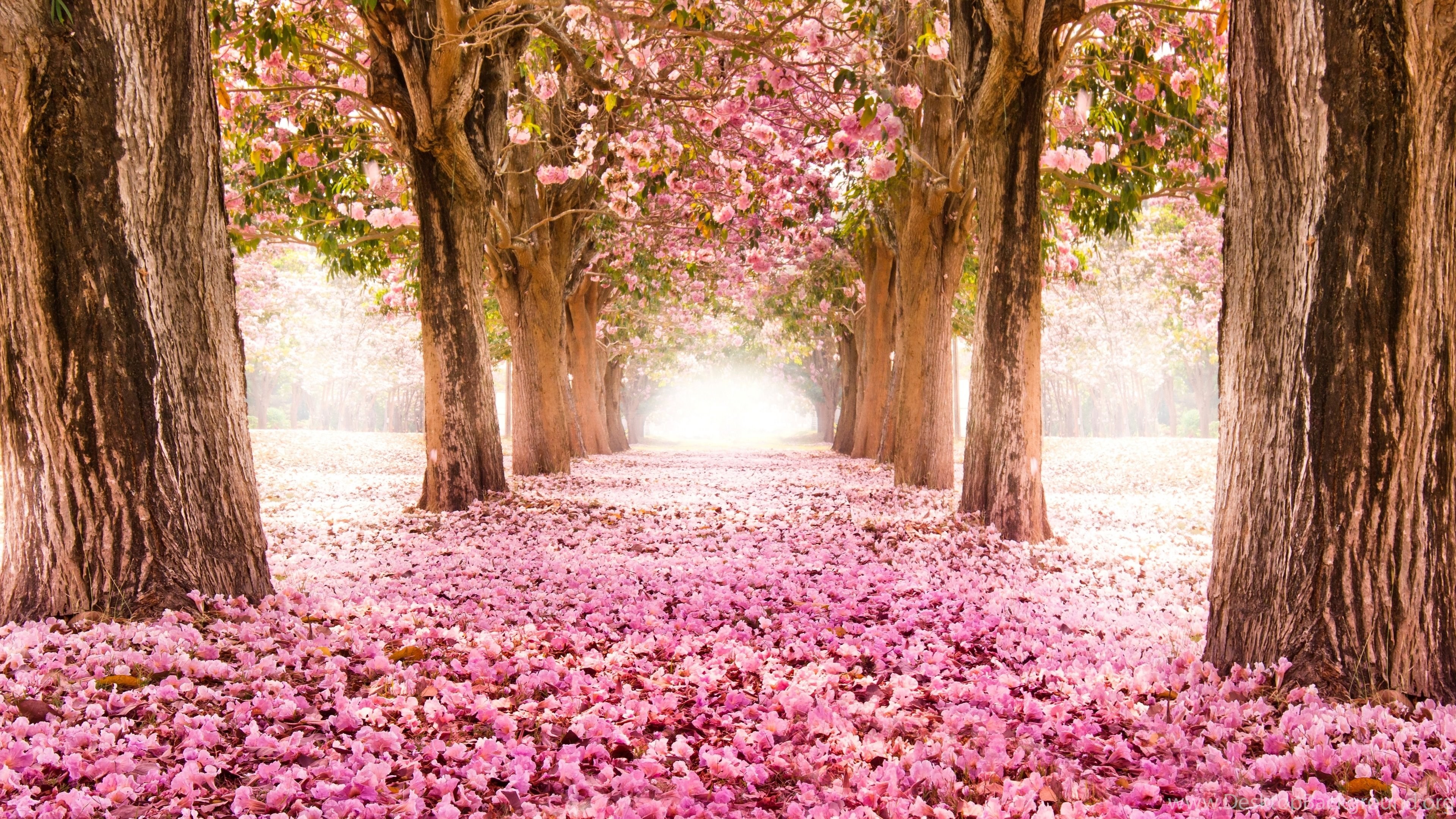 Spring In Japan Cherry Blossom 4k Ultra Hd Wallpapers For Desktop 3840x2160