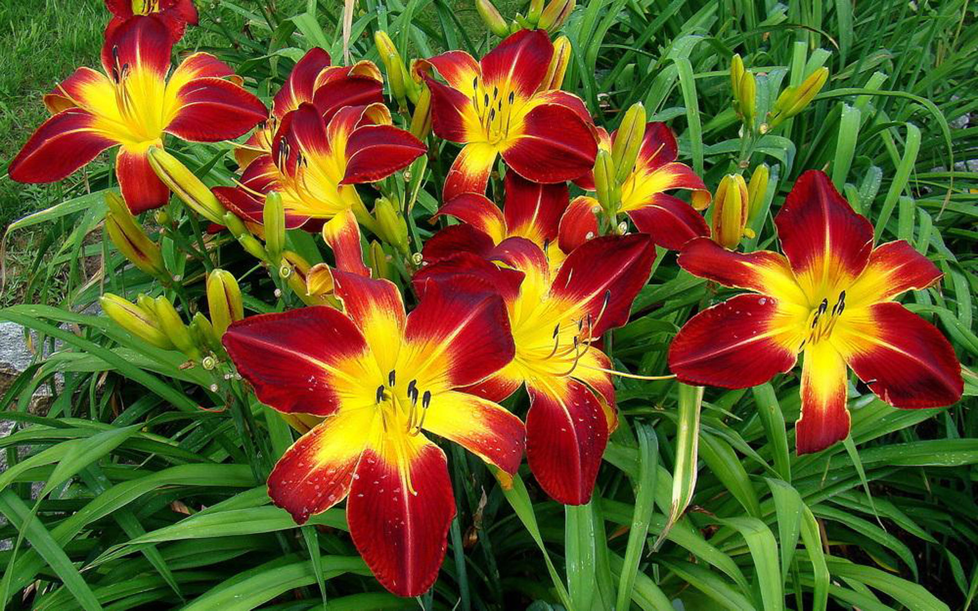 Daylily Hemerocallis' Ruby Spider' Fine Variety Perennial Plants Color ...