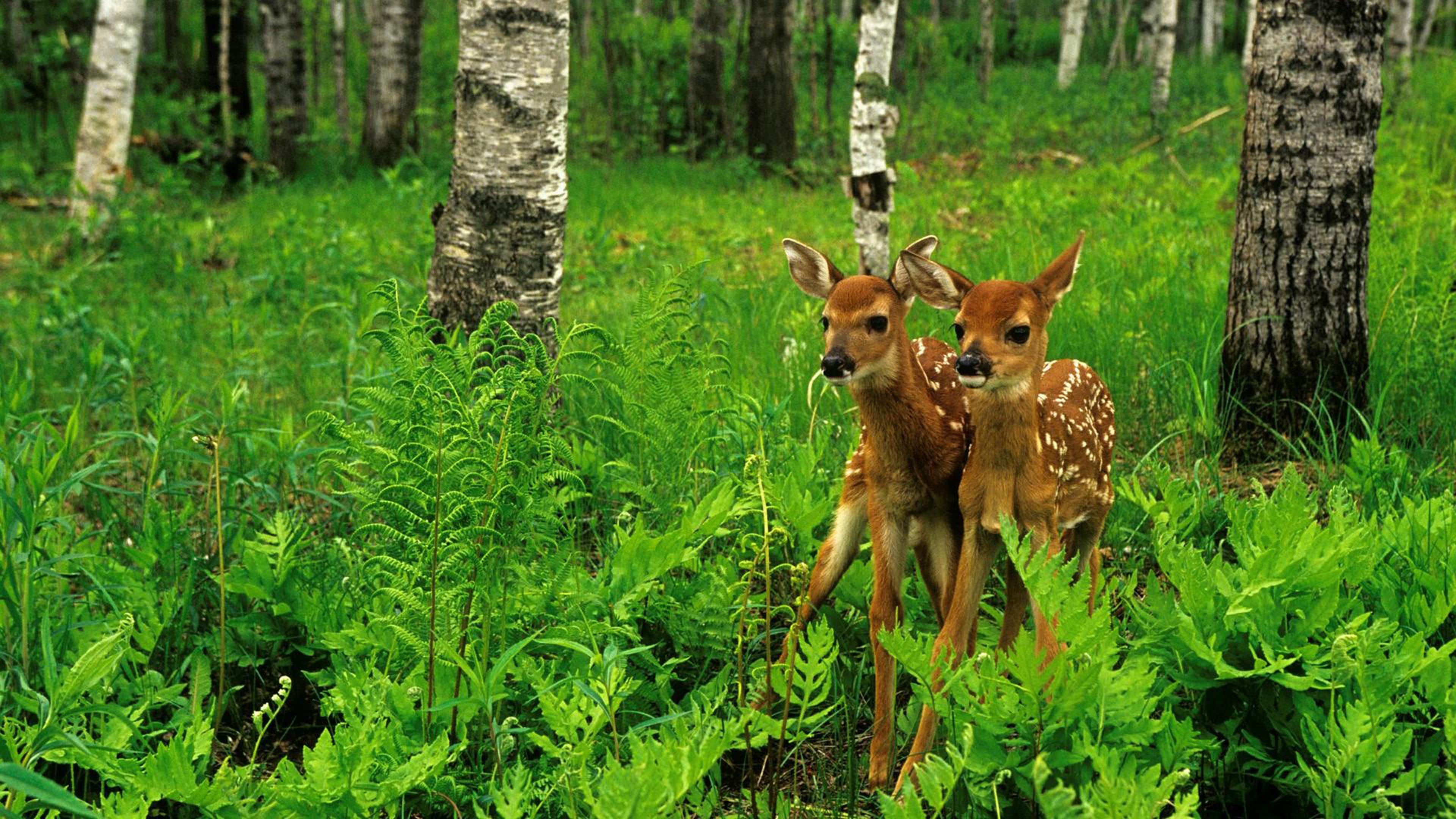 Pygmalion Slange pludselig Wild Animals Deer Nature Forest Trees Green Grass Hd Wallpapers3840x2160 :  Wallpapers13.com