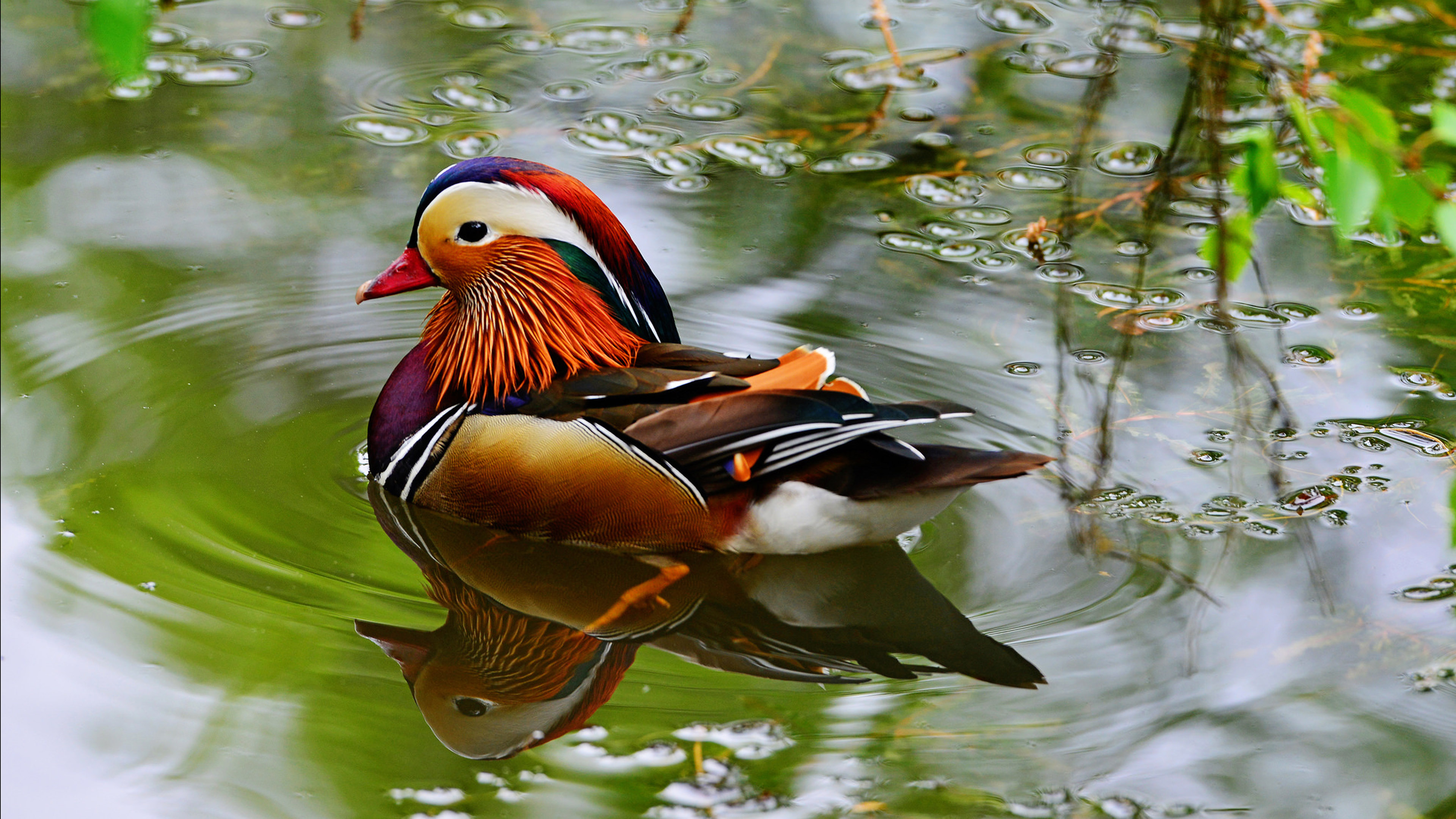 Mandarin Ducks Bird Type Duck From East Asia China Imported In The Uk