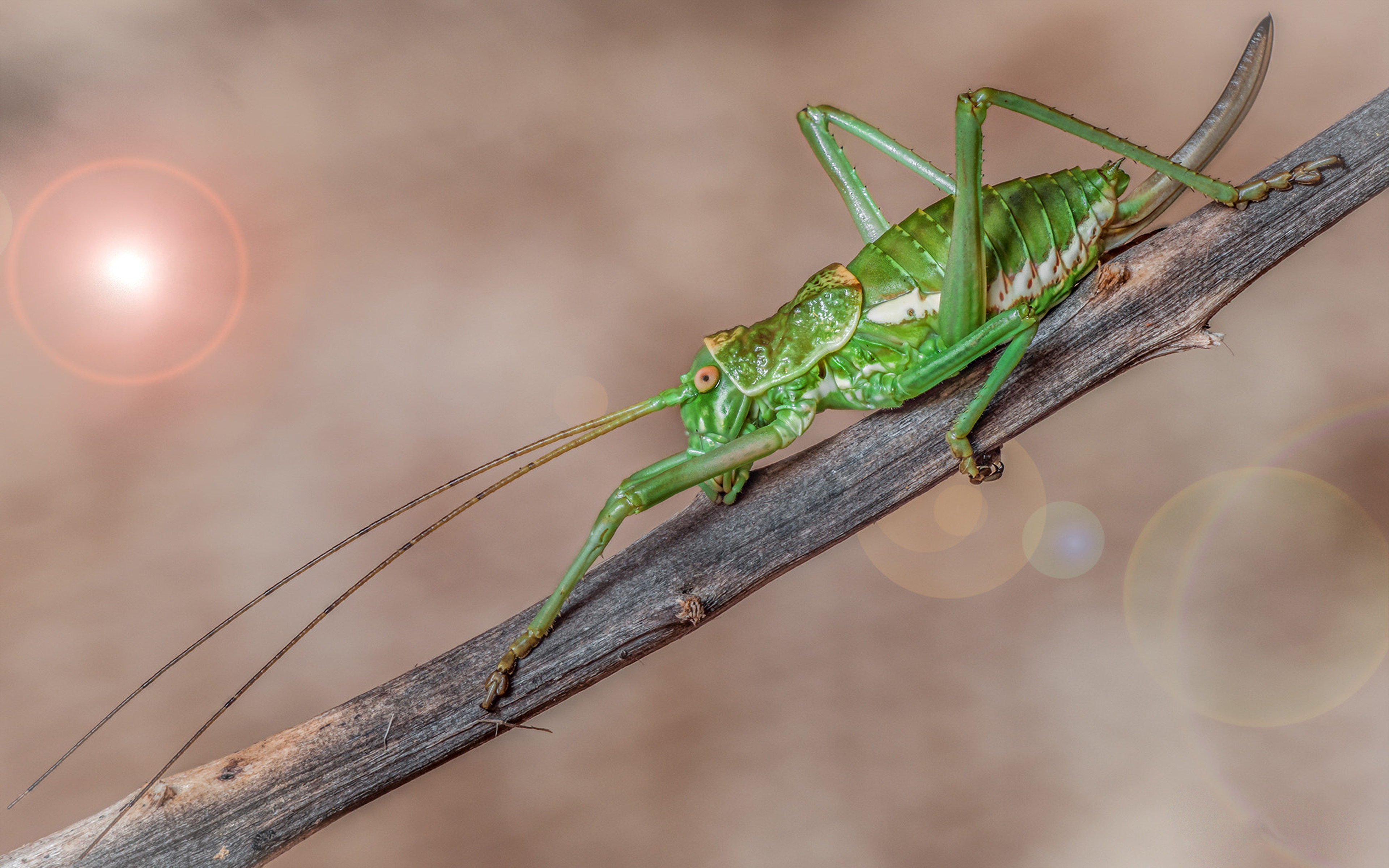 Uromenus Brevicollis Insularis Belongs To The Family Tettigoniidae Images, Photos, Reviews