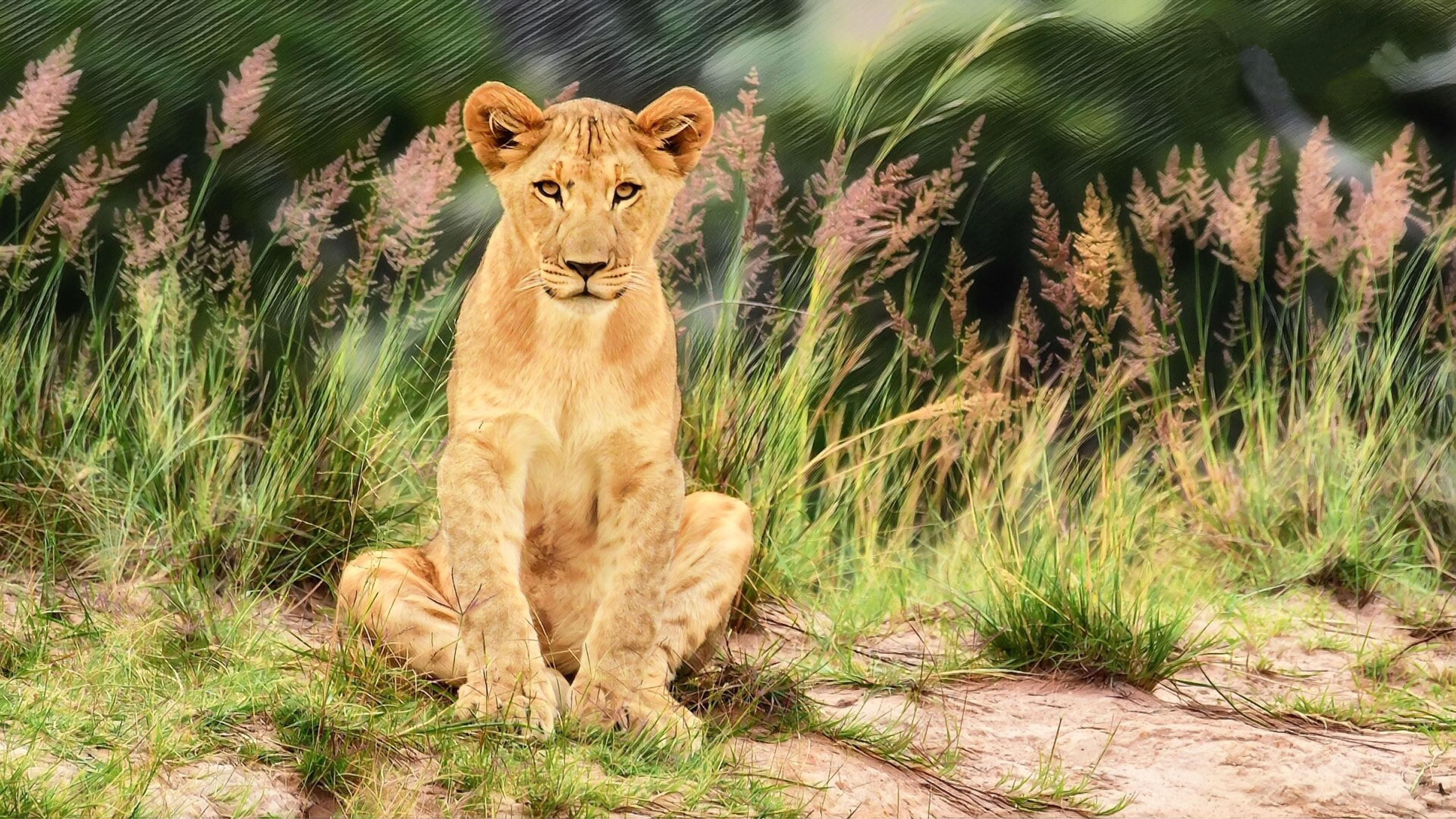 Wild Animal Young Male Lion 4k Ultra Hd Tv Wallpaper For Desktop Laptop