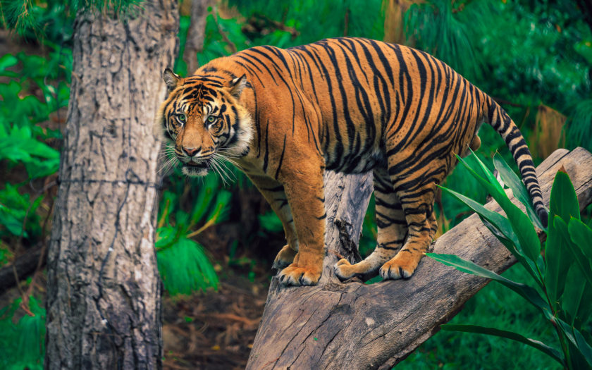 Hổ: Nếu bạn yêu thích sự hoang dã và sức mạnh của con hổ, bạn không thể bỏ qua bức ảnh 4k siêu nét này! Hãy cùng ngắm nhìn con hổ đực đầy uy lực lúc rình rập trên những cây cối xanh tươi trong rừng rậm.