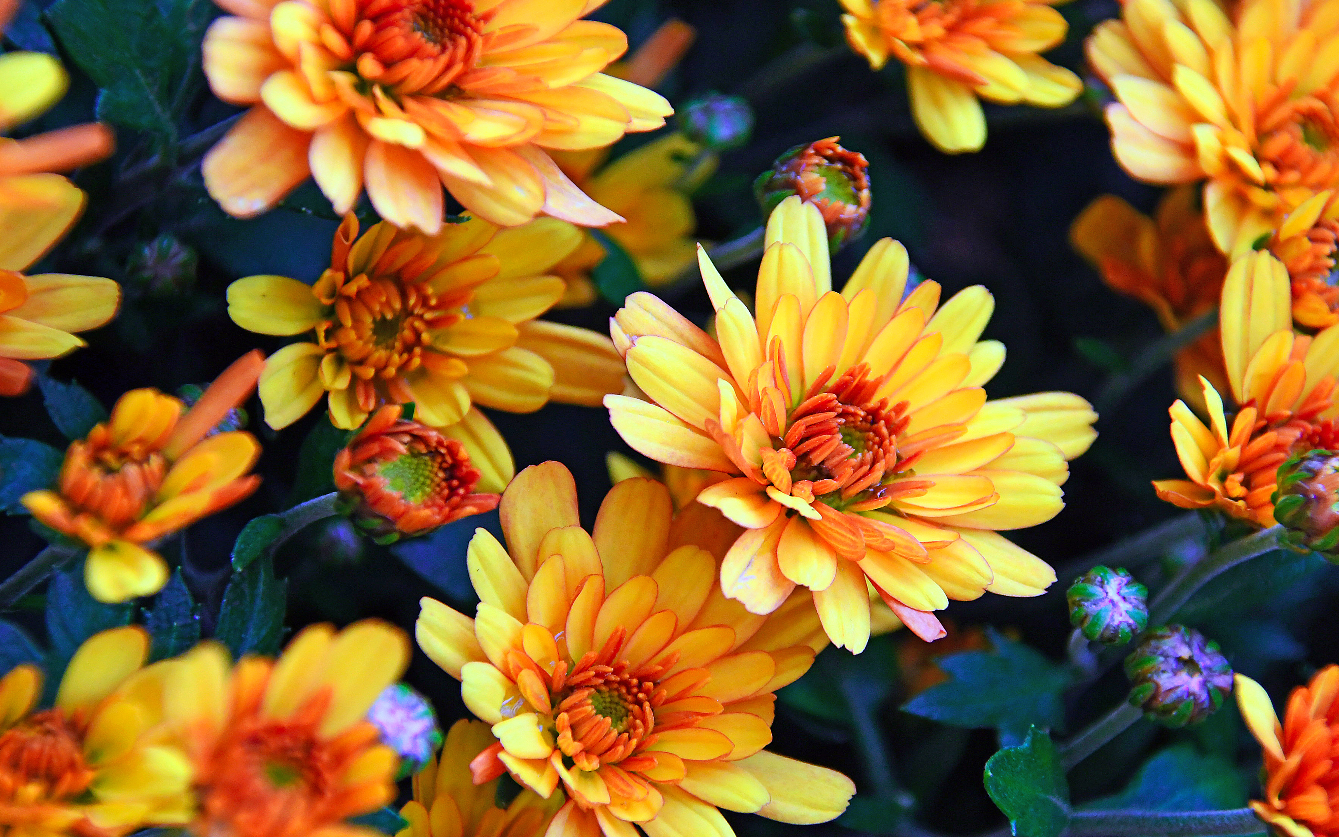 Chrysanthemums oranges Autumn Flowers 4к Ultra Hd Wallpapers For