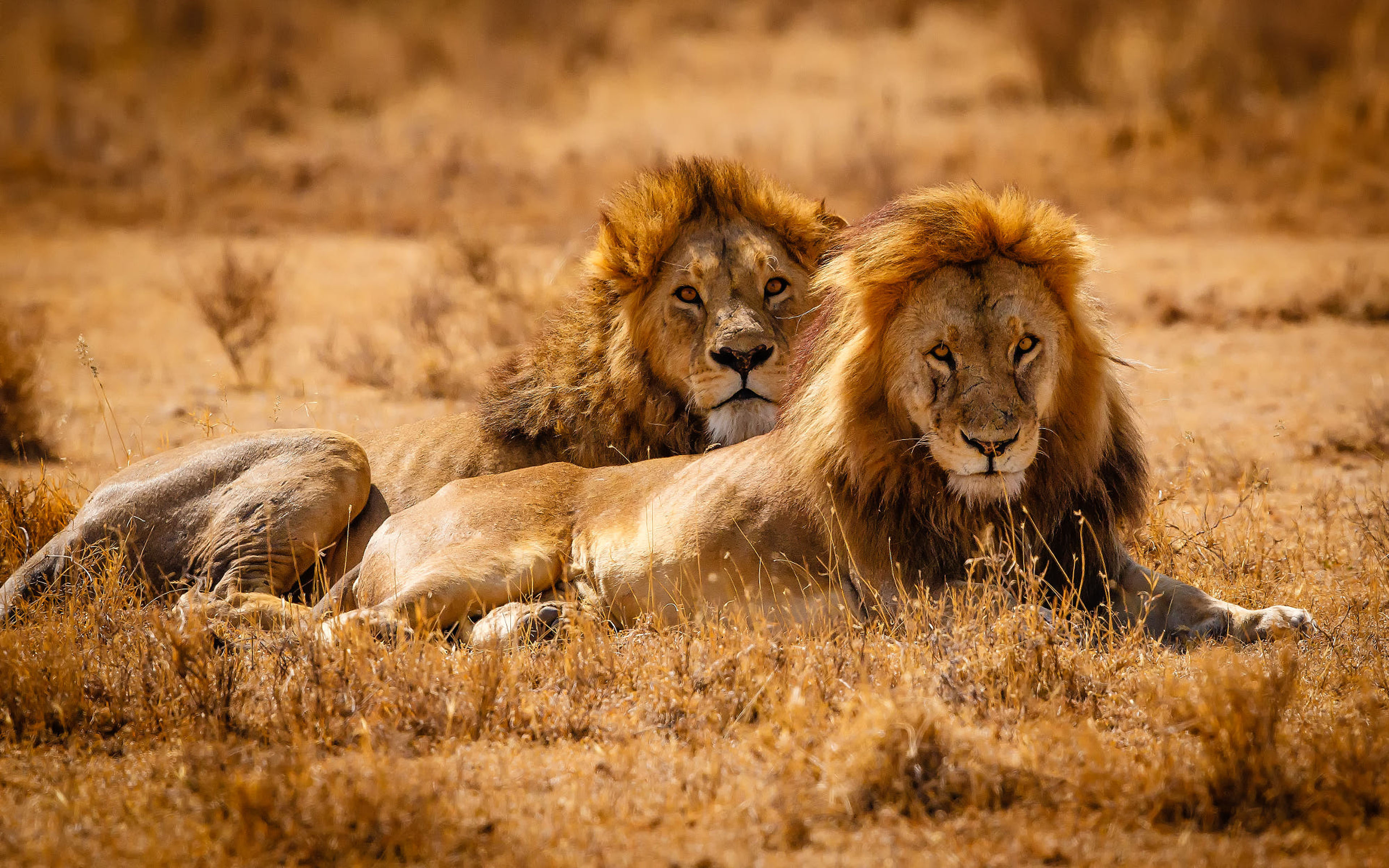 Download Lion African Savannah Uhd 4k Wallpaper Lion - vrogue.co