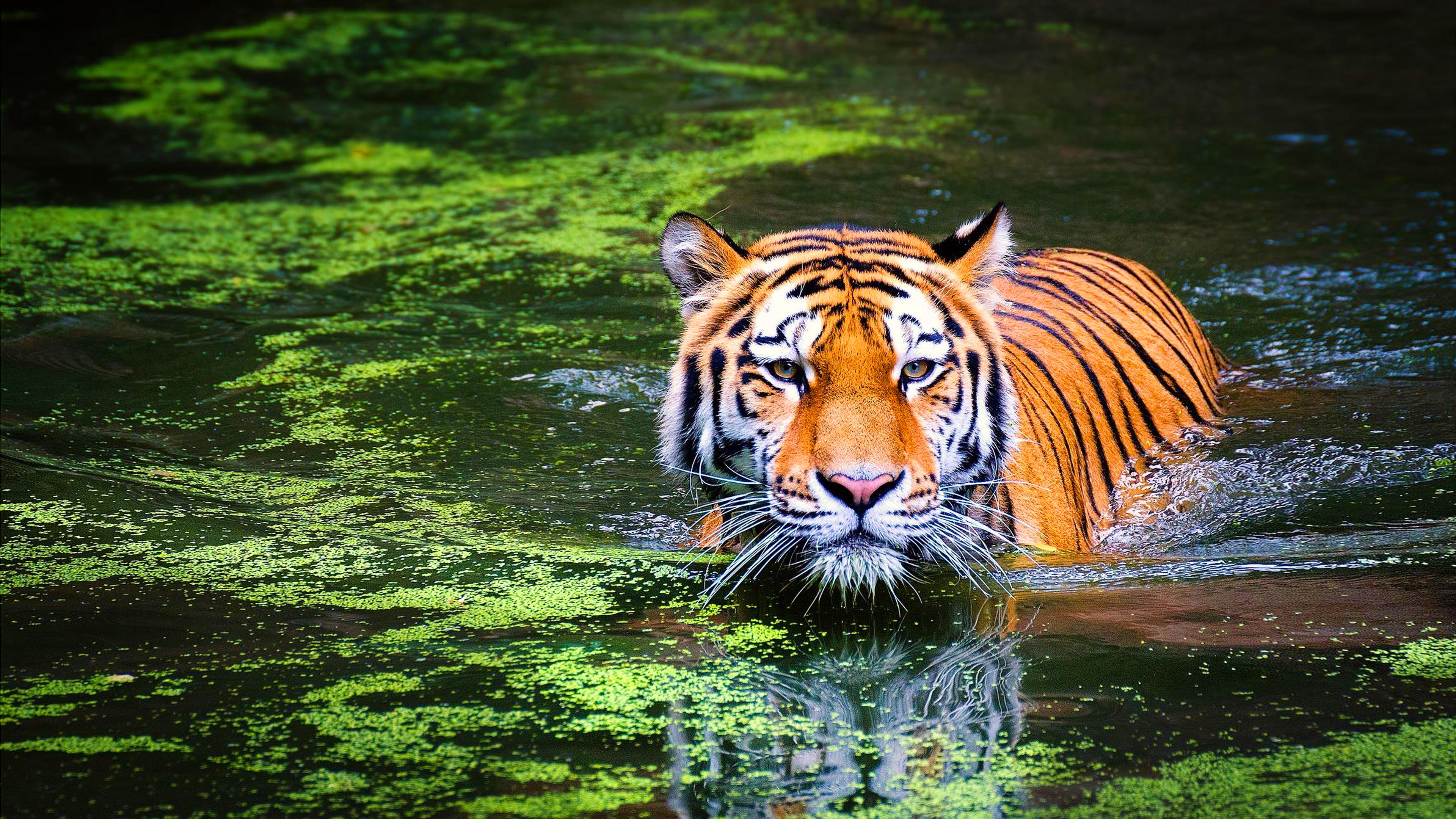 Hổ Bengal - một trong những loài động vật hung dữ nhất thế giới với sức mạnh phát triển của cơ thể và tính cách khó lường. Bạn có thể sử dụng hình nền động vật Hổ Bengal bơi lội 4K Ultra HD để làm màn hình máy tính của bạn trở nên thú vị và hấp dẫn hơn. Khi xem các bức tranh này, bạn sẽ có cảm giác như đang ngắm nhìn Hổ Bengal xuất hiện trước mắt mình!
