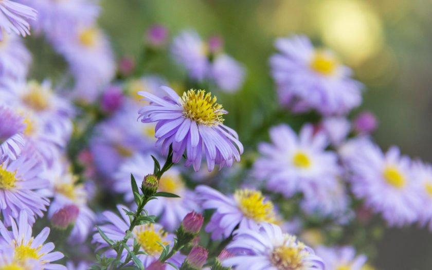 Flowers Blue Wood Аster Plants Symphyotrichum Cordifolium American ...