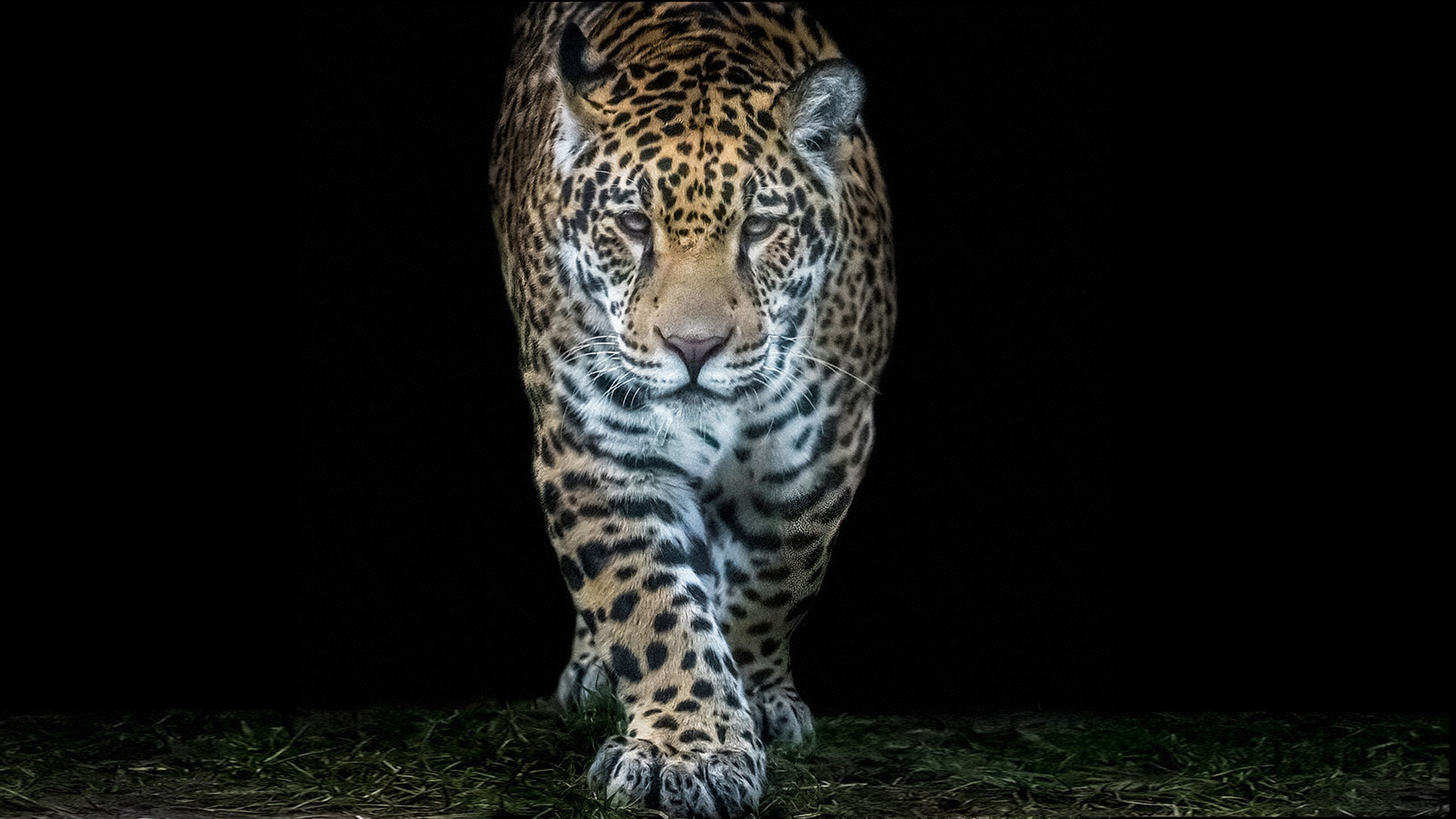 Animal Jaguar Scientific Name Panthera Onca Born In America Wallpaper